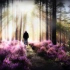 Solitary Figure on a Foggy Forest Path