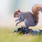 Squirrel Taking Selfie on Camera in Green Grass