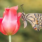 Butterfly on Pink Tulip in Serene Nature Scene