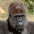 Gorilla in Glasses Reading Book in Lush Greenery