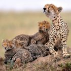 Mother and Baby Amidst Tigers in Serene Landscape