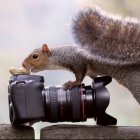 Curious Squirrel Resting Beside a Camera on Moss