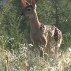Deer Family in a Lush Green Meadow Scene