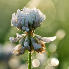 Peach Roses with Water Droplets and Dreamy Background