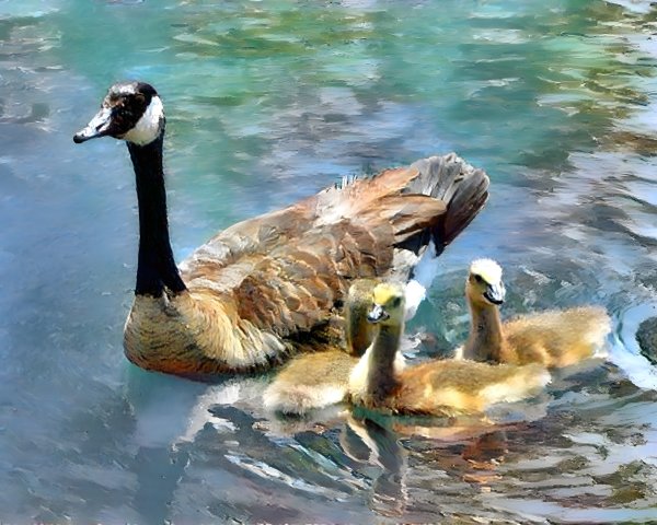 Mother Goose and Goslings Swimming on Serene Water