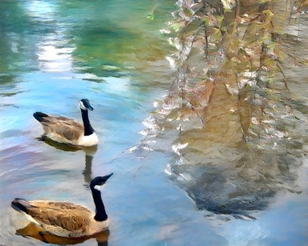 Geese on a tranquil pond with cherry blossoms