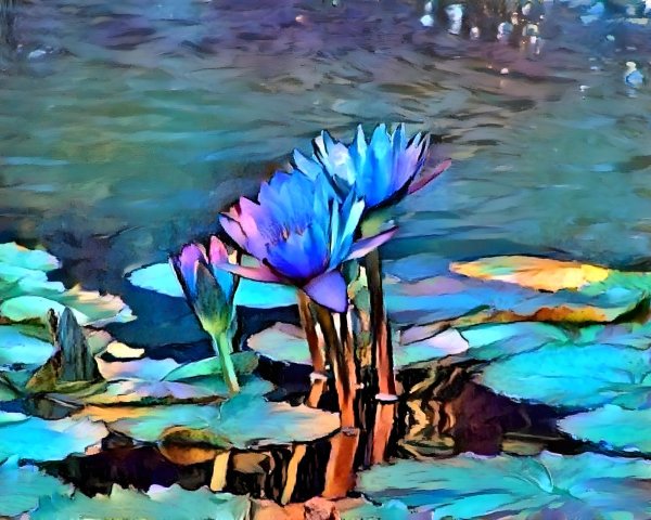 Vibrant Water Lilies in a Serene Pond Setting