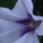 Close-up of a delicate flower with purple and blue petals