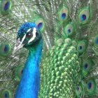 Vibrant Peacock with Colorful Intricate Plumage