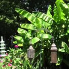 Lush Garden Scene with Banana Leaves and Lanterns