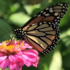 Monarch Butterfly on Colorful Flower in Nature Scene