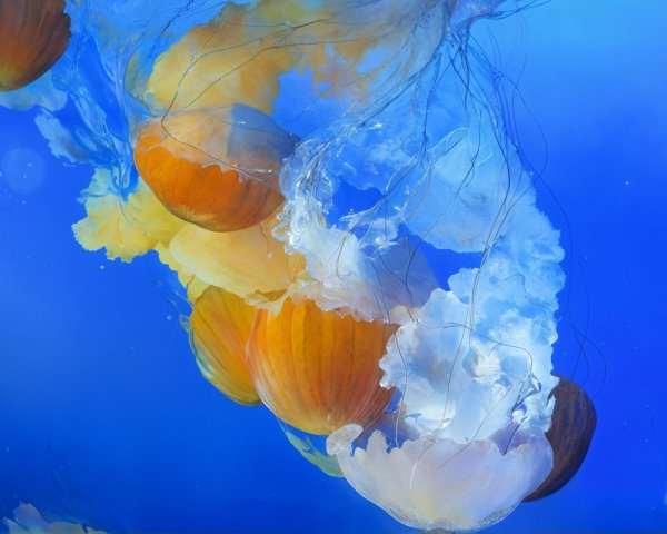 Glowing Jellyfish in a Deep Blue Ocean Scene