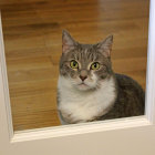 Orange Tabby Cat Resting on a Windowsill