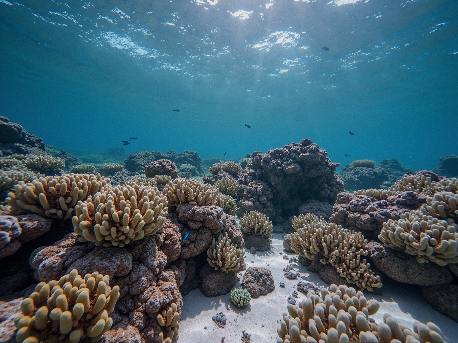 Vibrant Coral Reef Underwater Scene with Diverse Life