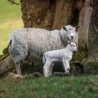 Fluffy Sheep by Textured Tree Trunk and Calm Water