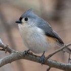 Tufted Titmouse Illustration with Geometric Background