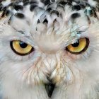 Close-up of an owl with intricate feather patterns