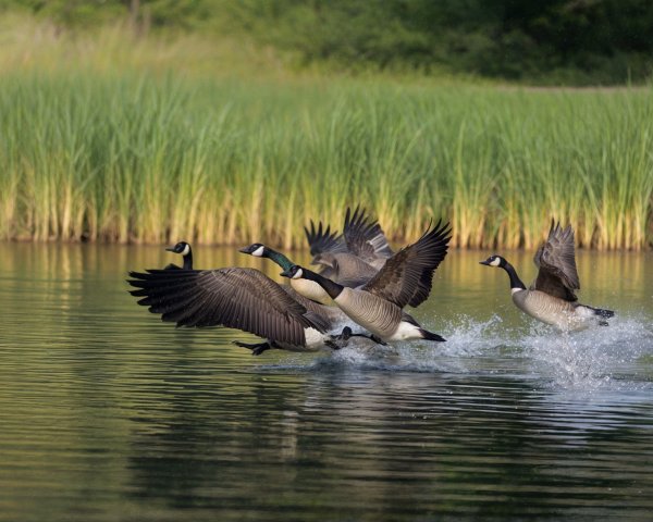 Canada Geese Taking Flight from a Serene Lake