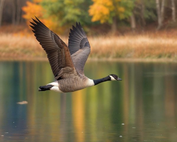 Canada Goose Flying Over Autumn Lake Reflections
