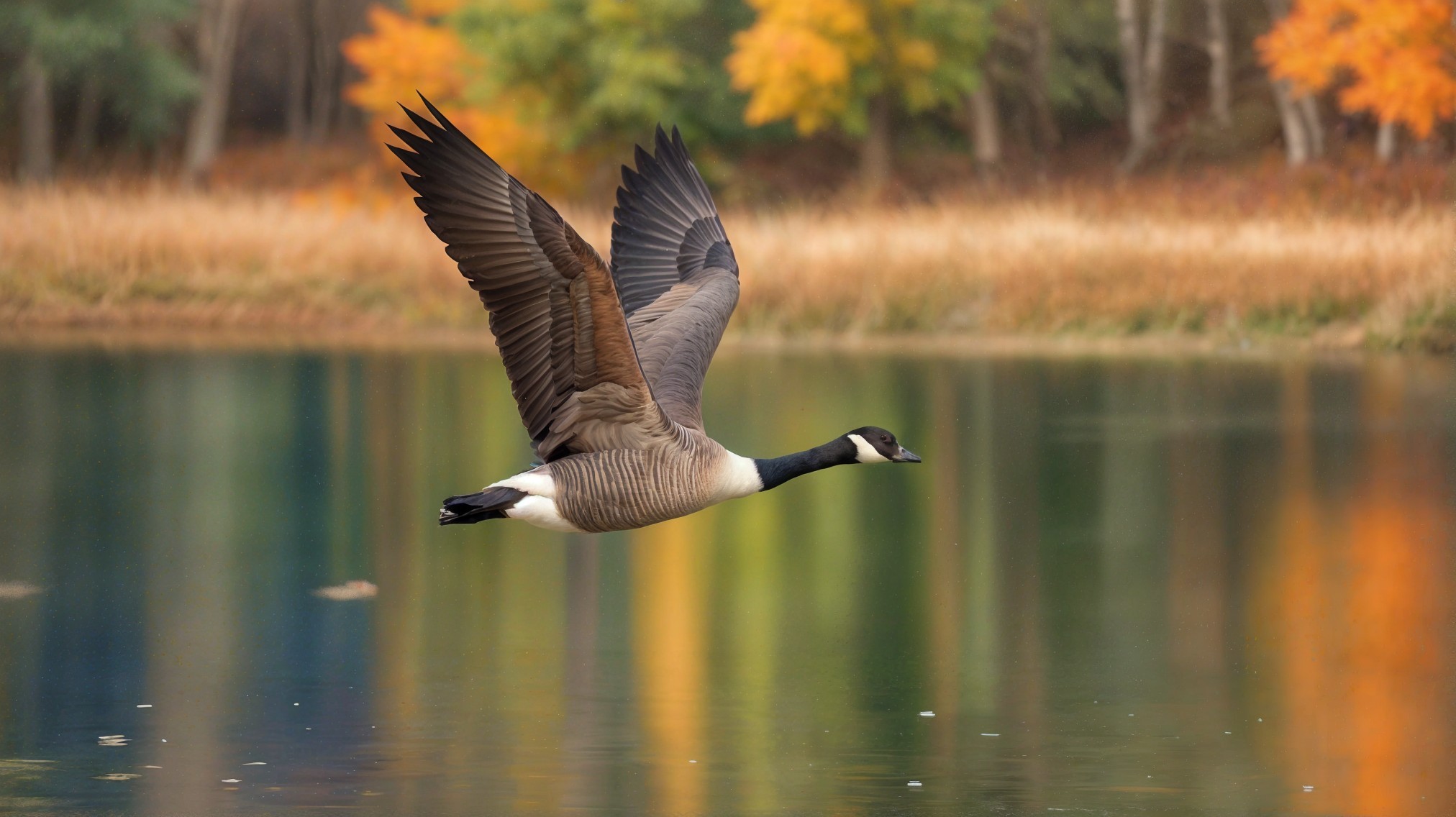 Canada Goose Flying Over Autumn Lake Reflections