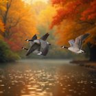Geese Flying Over Autumn Foliage and Tranquil Pond