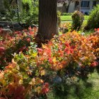 Autumn Landscape with Stone Bridge and Herons