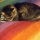 Tabby Cat Reading on a Colorful Quilt at Night