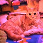 Orange Tabby Cat in Fluffy Bed with Rainbow Background