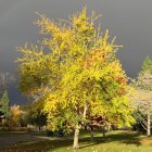 Vibrant Autumn Landscape with Colorful Foliage