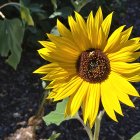 Vibrant Sunflower Surrounded by Bees and Colorful Background