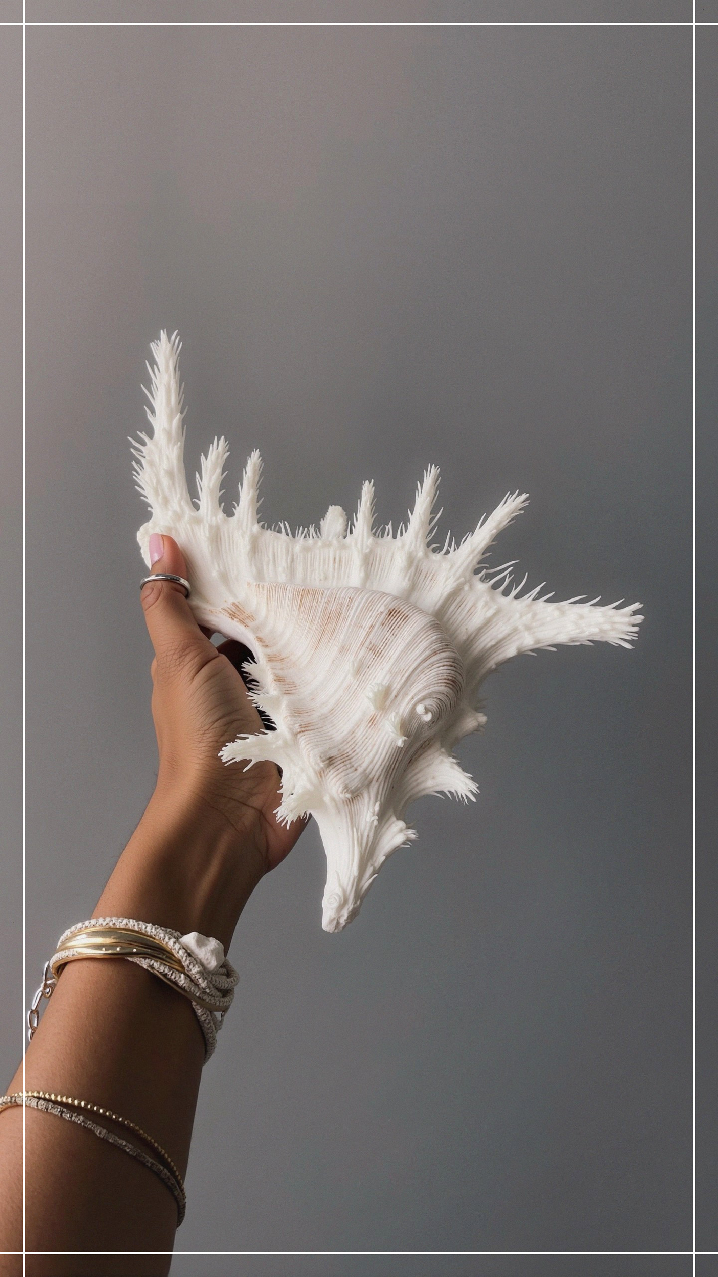 Intricate Seashell Held Against Gray Background