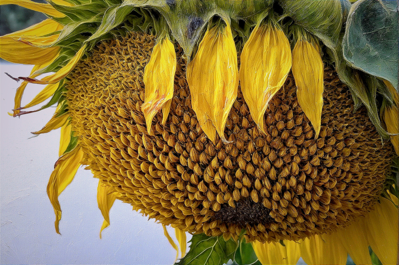 Close-up of a sunflower with vibrant yellow petals
