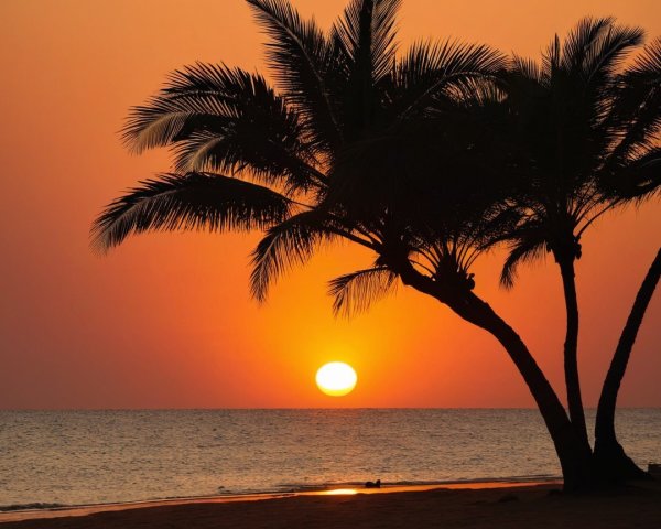 Serene Beach Sunset with Palm Trees and Calm Ocean