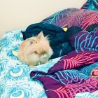 Stylized Face on Vibrant Waves with Abstract Elements