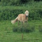 Palomino Horse in Lush Green Field Setting
