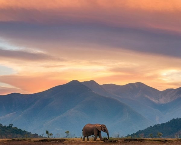 Elephant in Sunset Landscape with Vibrant Colors