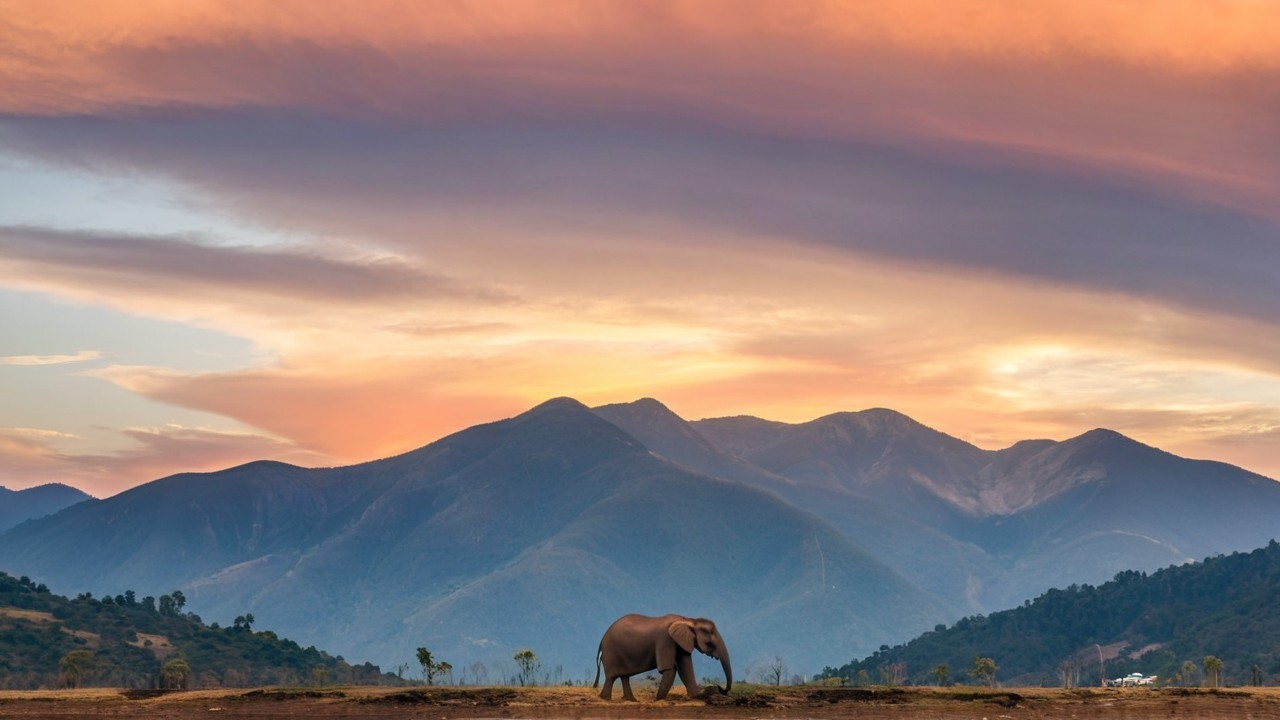 Elephant in Sunset Landscape with Vibrant Colors