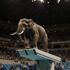 Life-sized elephant on a balance beam in an arena