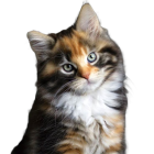 Tricolor Cat with Green Eyes on Black Background