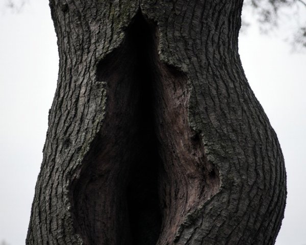 Tree with Hollow Trunk and Textured Bark in Blurred Background
