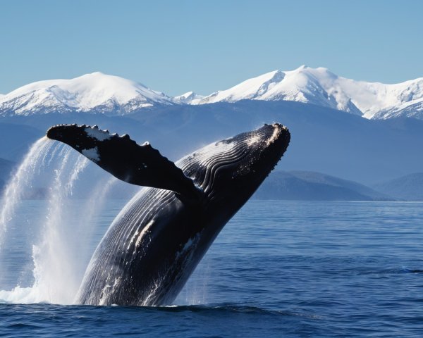 Humpback Whale Breaching in Scenic Marine Landscape