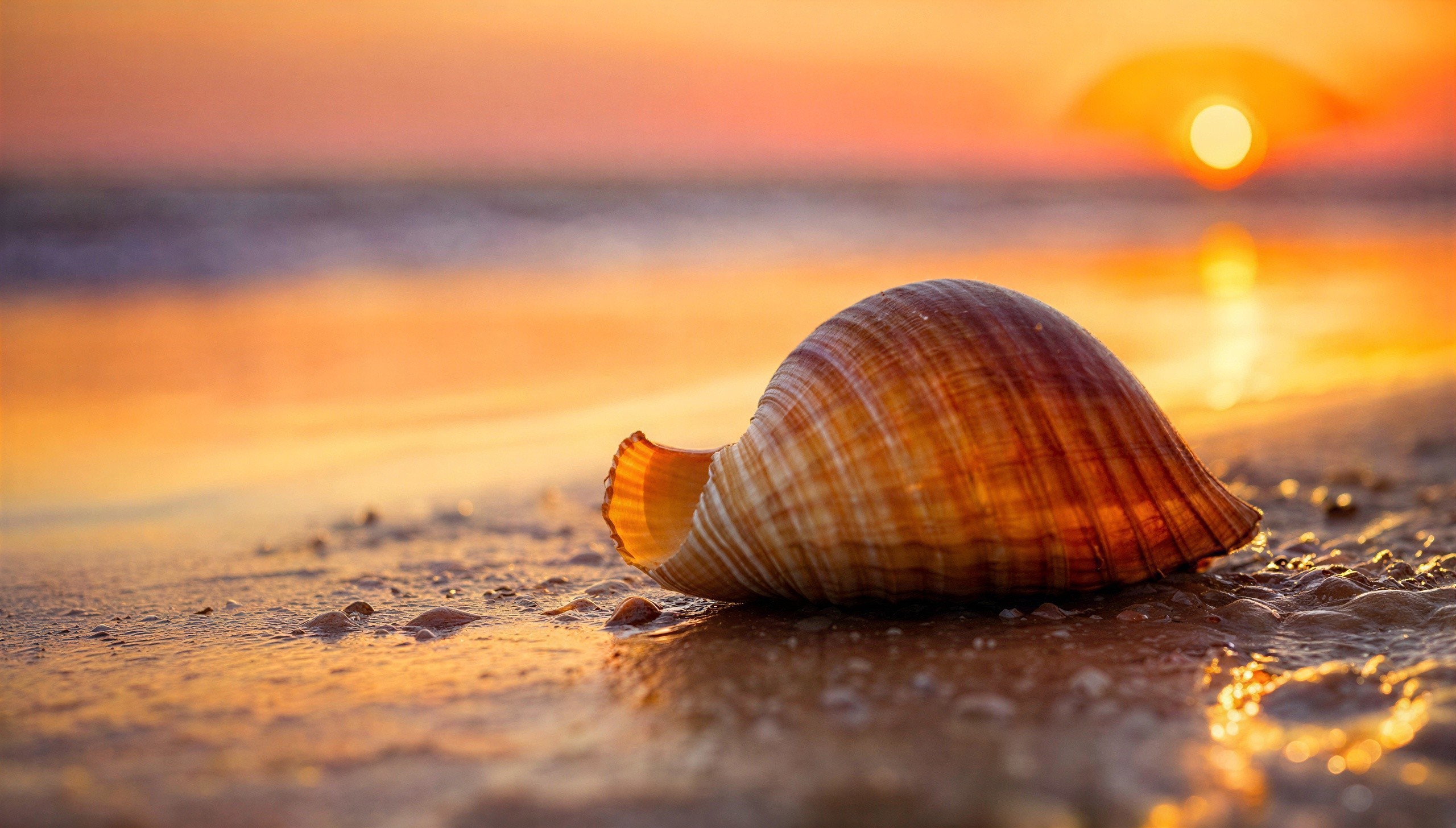 Seashell on Wet Sand at Sunset with Reflections