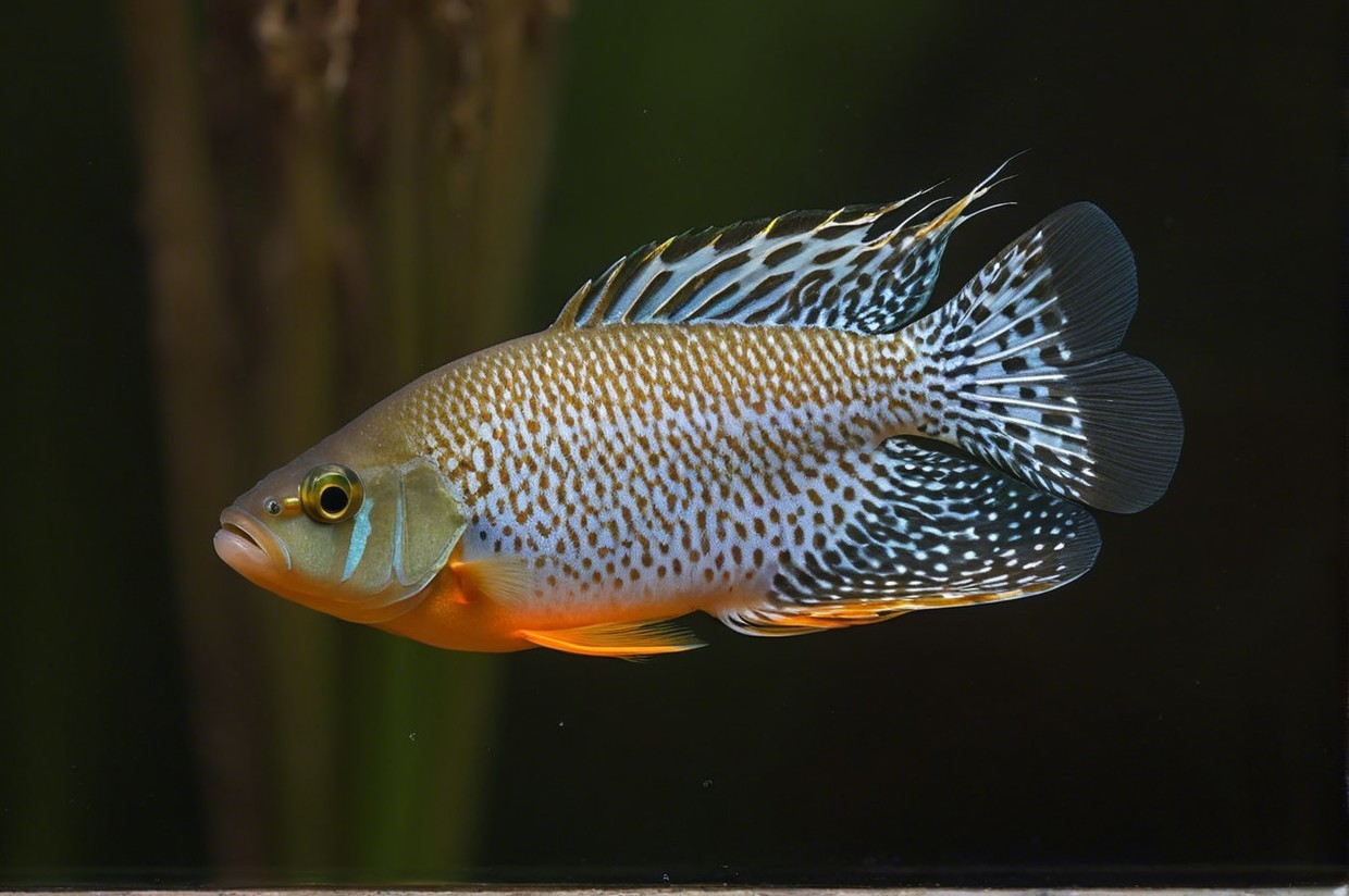 Vibrant Fish with Blue and Black Spot Patterns