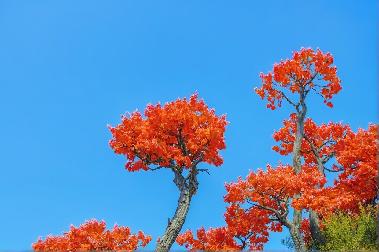 Vibrant Orange Trees Against a Clear Blue Sky