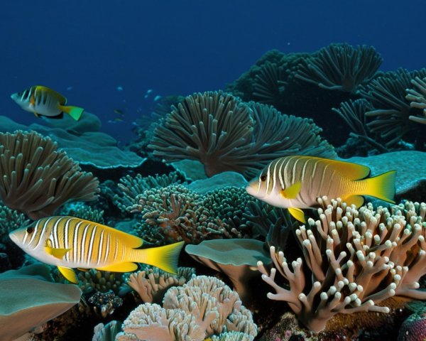 Vibrant Underwater Scene with Colorful Fish and Coral