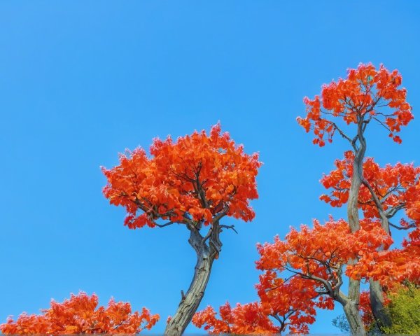 Vibrant Orange Trees Against a Clear Blue Sky