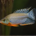 Vibrant Fish with Blue and Orange Stripes in Water