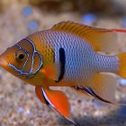 Vibrant Fish with Orange and Blue Hues in Ocean Habitat