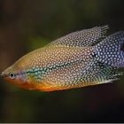 Vibrant Fish with Blue and Black Spot Patterns