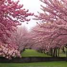 Blooming Cherry Blossom Trees in Serene Landscape